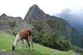 Llama grazing at Machu Pichu Royalty Free Stock Photo