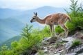 llama grazing on a mountainous terrain with sparse vegetation