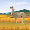 Llama grazing vector