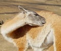 Llama,guanaco Royalty Free Stock Photo