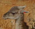 Llama,guanaco, Royalty Free Stock Photo