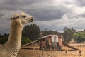 Llama guarding pastured poultry on chicken egg farm