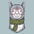 Llama hand drawn wearing a red glasses and scarf