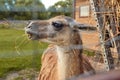 llama is having lunch Royalty Free Stock Photo