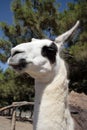 Llama head closeup