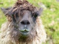 Llama head with long matted hair