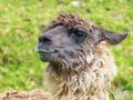 Llama head with long matted hair