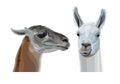 Llama head portraits