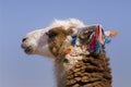 Llama a high altitude Camelid Royalty Free Stock Photo