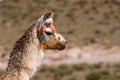 Llama a high altitude Camelid