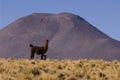 Llama a high altitude Camelid Royalty Free Stock Photo