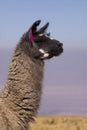 Llama a high altitude Camelid Royalty Free Stock Photo