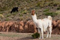 Llama a high altitude Camelid Royalty Free Stock Photo