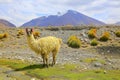 Llama, high altitude Camelid from South America in Bolivia altiplano Royalty Free Stock Photo