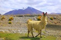 Llama, high altitude Camelid from South America in Bolivia altiplano Royalty Free Stock Photo