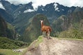 Llama at Historic Lost City of Machu Picchu. Royalty Free Stock Photo