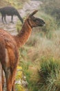 Llama on the Inca Trail Royalty Free Stock Photo