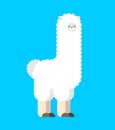 Llama isolated. Lama Cute animal alpaca. cartoon vector