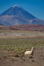 Llama laid down and Licancabur volcano peak in Atacama