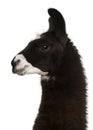 Llama, Lama glama Royalty Free Stock Photo