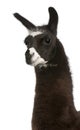 Llama, Lama glama Royalty Free Stock Photo