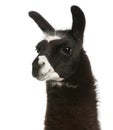 Llama, Lama glama Royalty Free Stock Photo