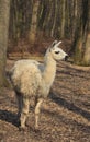 Llama (Lama glama) Royalty Free Stock Photo