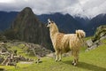 Llama, lama glama, Adult in the Lost City of the Incas, Machu Picchu in Peru