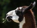 Llama Royalty Free Stock Photo