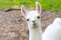 Llama (Lama glama) baby Royalty Free Stock Photo