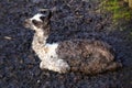 Llama (Lama glama) baby sitting alone on the ground Royalty Free Stock Photo