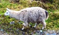 A Llama Lama glama in Cajas National Park in southern Ecuador