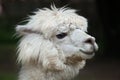 Llama Lama glama. Royalty Free Stock Photo