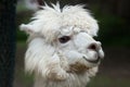 Llama Lama glama.