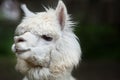 Llama Lama glama. Royalty Free Stock Photo