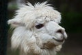 Llama Lama glama. Royalty Free Stock Photo