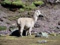 A white Llama standing at the foot of a mountain in Cusco, Peru.