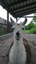 Llama Lama glama is a domesticated South American camelid, widely used as a meat and pack animal by Andean cultures since the Pre-