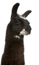 Llama, Lama glama, in front of white background Royalty Free Stock Photo