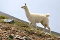 White Llama lama glama