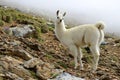 White Llama lama glama Royalty Free Stock Photo