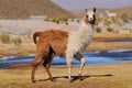 Llama Lama glama near the Laguna Colorada, Bolivia Royalty Free Stock Photo