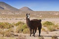 Llama Lama glama near the Laguna Colorada, Bolivia Royalty Free Stock Photo