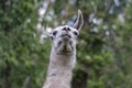 Llama Lama glama portrait, beautiful hairy animal with funny face, light cream brown white color Royalty Free Stock Photo