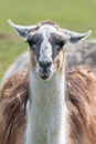 Llama portrait. Unusual farm animal looking at camera.