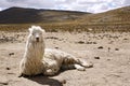 Lama Resting on the Ground Royalty Free Stock Photo