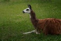 Llama - South american camelid Royalty Free Stock Photo