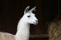 Llama - Lama glama Royalty Free Stock Photo