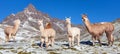 Llama or lama, group of lamas on pastureland