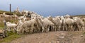 Llama or lama, herd of lamas on pastureland